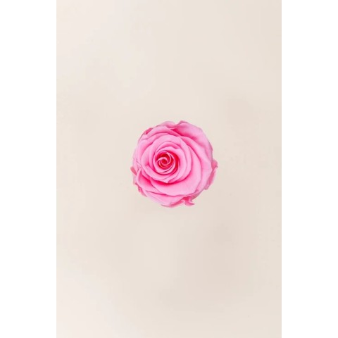 ROSA STANDARD BOX 6 STABILIZZATE ROSA D.5/5.5 2