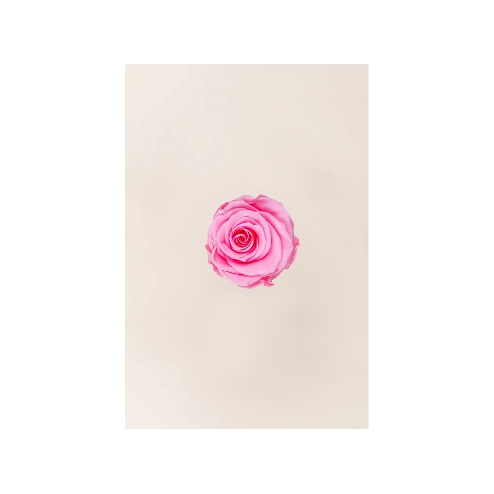 ROSA STANDARD BOX 6 STABILIZZATE ROSA D.5/5.5
