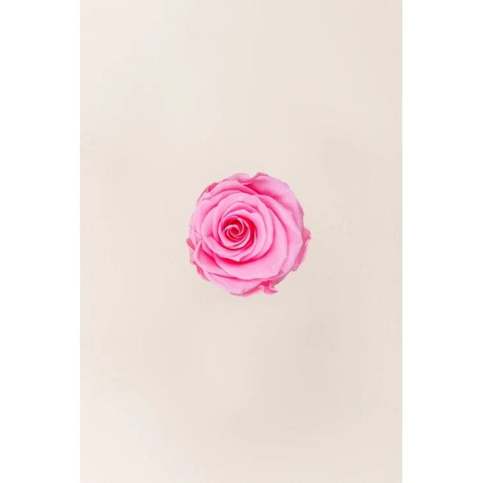 ROSA STANDARD BOX 6 STABILIZZATE ROSA D.5/5.5