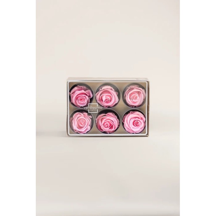 ROSA STANDARD BOX 6 STABILIZZATE ROSA D.5/5.5