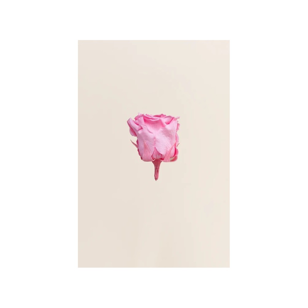 ROSA STANDARD BOX 6 STABILIZZATE ROSA D.5/5.5