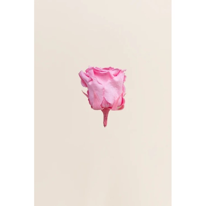 ROSA STANDARD BOX 6 STABILIZZATE ROSA D.5/5.5