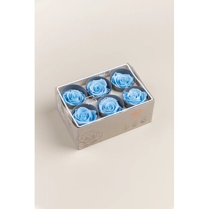 ROSA STANDARD BOX 6 STABILIZZATE LIGHT BLUE D.5/5.5