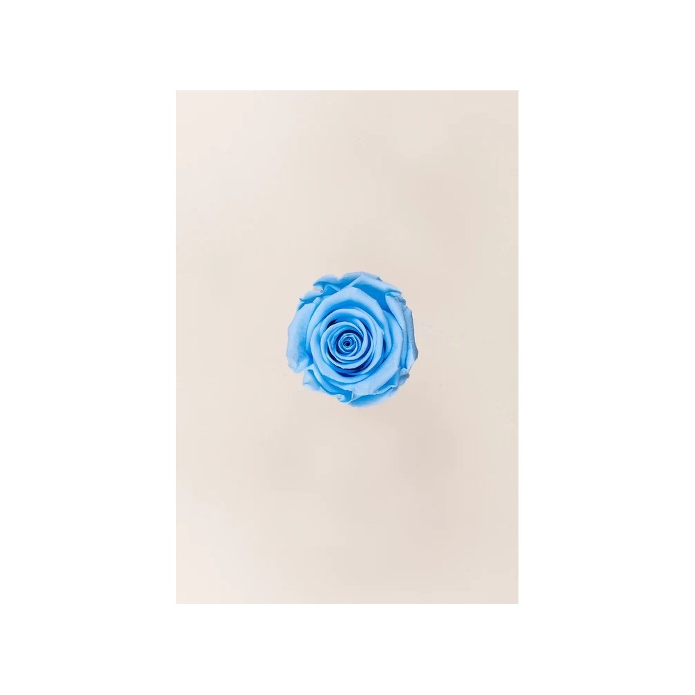 ROSA STANDARD BOX 6 STABILIZZATE LIGHT BLUE D.5/5.5