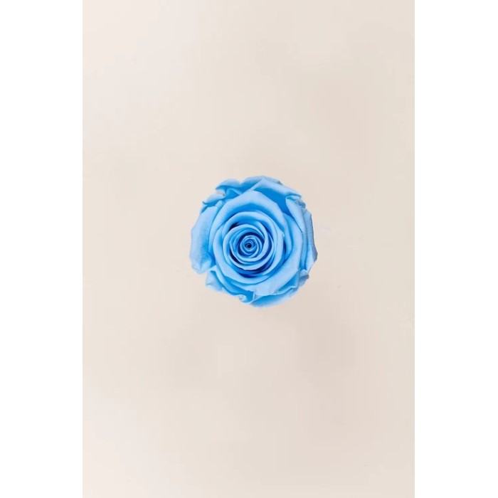 ROSA STANDARD BOX 6 STABILIZZATE LIGHT BLUE D.5/5.5