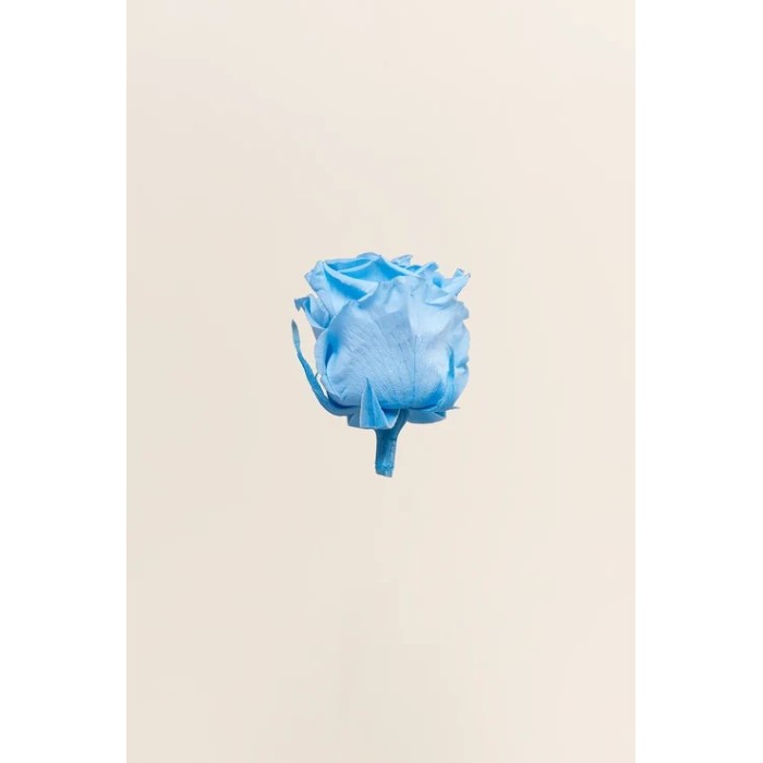 ROSA STANDARD BOX 6 STABILIZZATE LIGHT BLUE D.5/5.5