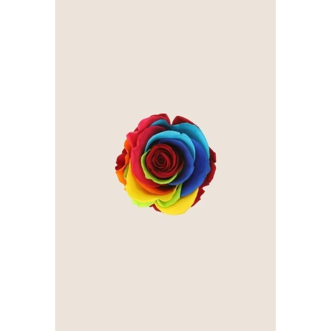 ROSA STANDARD BOX 6 STABILIZZATE ARCOBALENO D.5/5.5 2