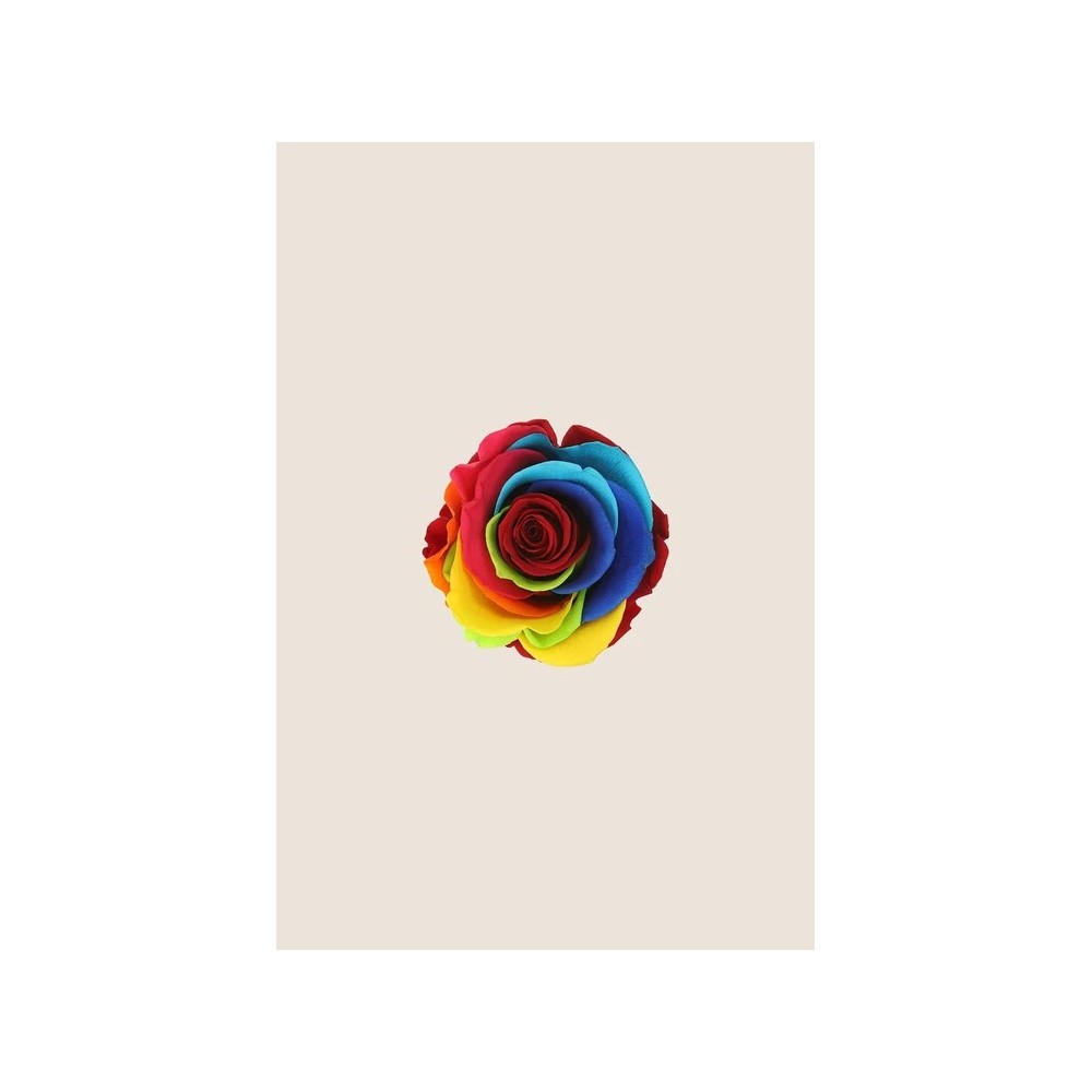ROSA STANDARD BOX 6 STABILIZZATE ARCOBALENO D.5/5.5