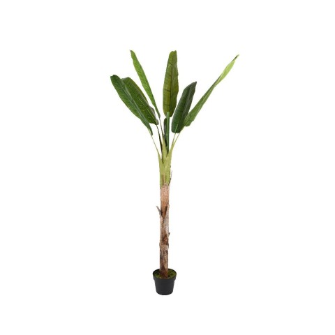 PIANTA BANANO H.280 GREEN