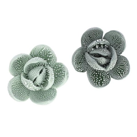 APPLICAZIONE SUCCULENTE VERDE 2 COLORI ASSORTITI GOCCE DI RUGIAD