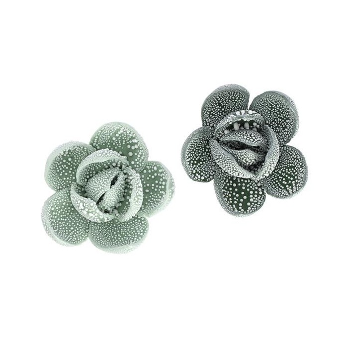 APPLICAZIONE SUCCULENTE VERDE 2 COLORI ASSORTITI GOCCE DI RUGIAD