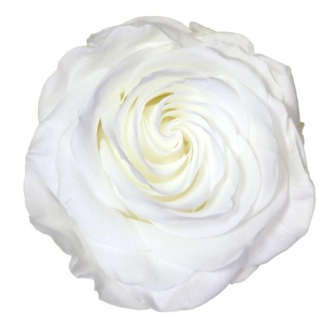 SCATOLA 4 ROSE STABILIZZATE D.6.5/8.5 PREMIUM BIANCO