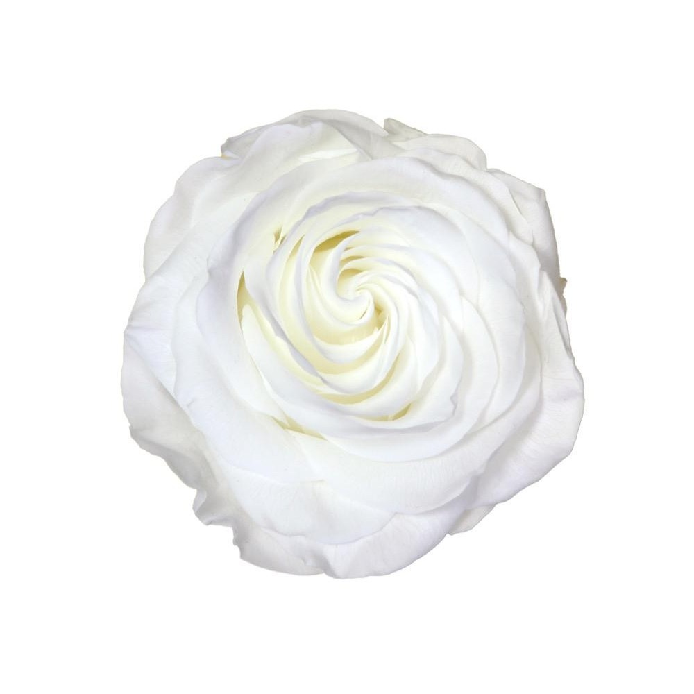 SCATOLA 4 ROSE STABILIZZATE D.6.5/8.5 PREMIUM BIANCO