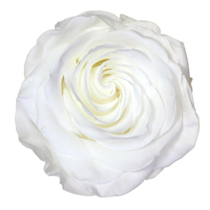 SCATOLA 4 ROSE STABILIZZATE D.6.5/8.5 PREMIUM BIANCO