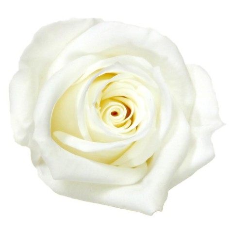 SCATOLA 12 ROSE MINI STABILIZZATE WHITE D.3.5/4.5