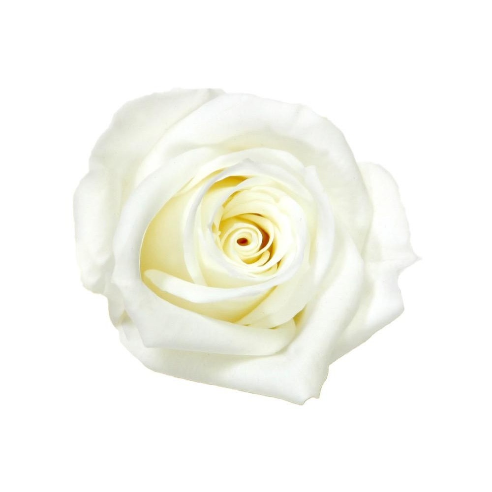 SCATOLA 12 ROSE MINI STABILIZZATE WHITE D.3.5/4.5