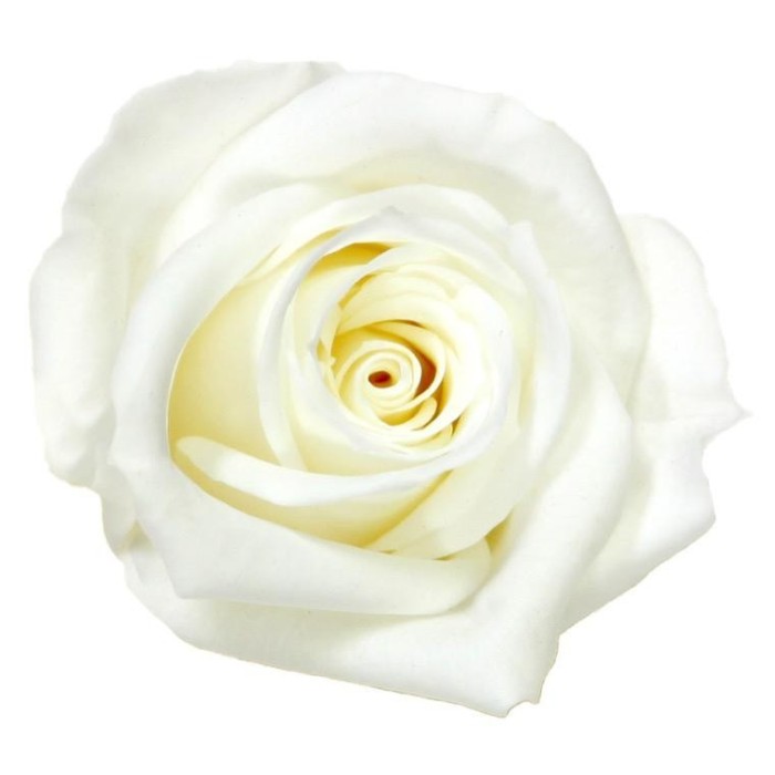 SCATOLA 12 ROSE MINI STABILIZZATE WHITE D.3.5/4.5
