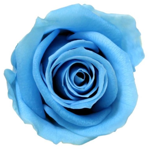 SCATOLA 12 ROSE MINI STABILIZZATE LIGHT BLU D.3.5/4.5