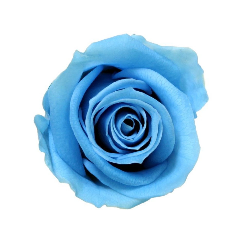 SCATOLA 12 ROSE MINI STABILIZZATE LIGHT BLU D.3.5/4.5