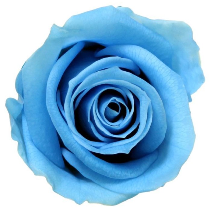 SCATOLA 12 ROSE MINI STABILIZZATE LIGHT BLU D.3.5/4.5