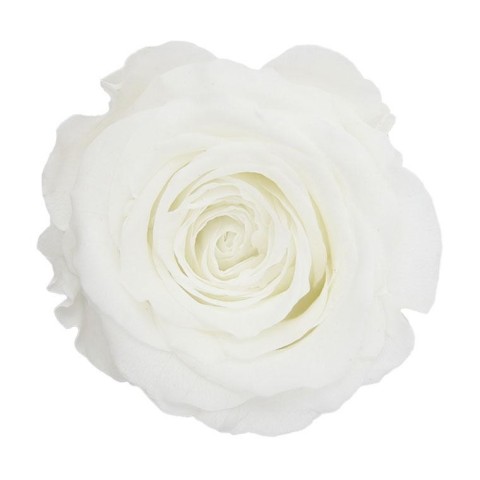 ROSA QUEEN 5 PEZZI STABILIZZATE WHITE D.6.3/7.3
