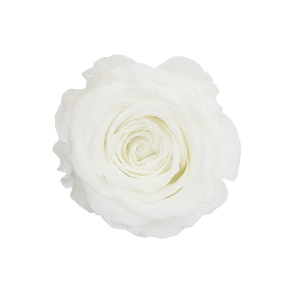ROSA QUEEN 5 PEZZI STABILIZZATE WHITE D.6.3/7.3