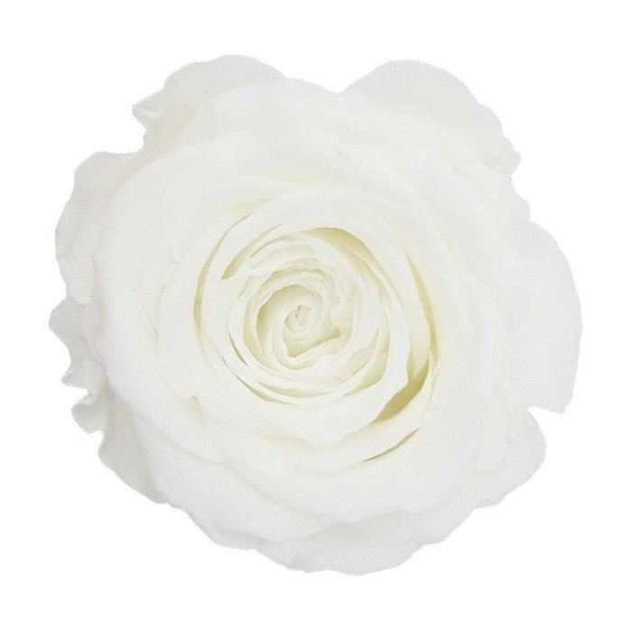 ROSA QUEEN 5 PEZZI STABILIZZATE WHITE D.6.3/7.3