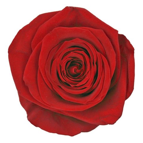 SCATOLA 5 ROSE QUEEN STABILIZZATE RED D.6.3/7.3