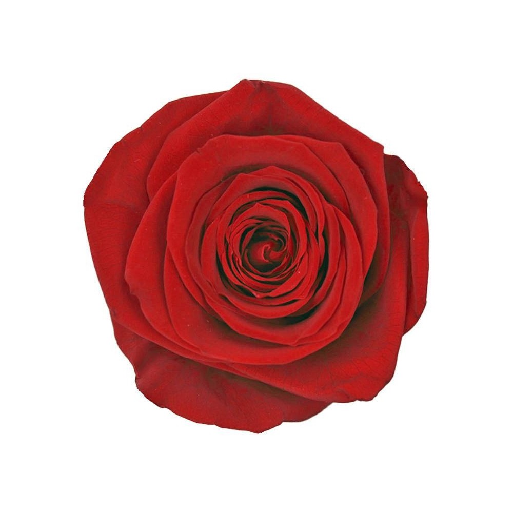 SCATOLA 5 ROSE QUEEN STABILIZZATE RED D.6.3/7.3