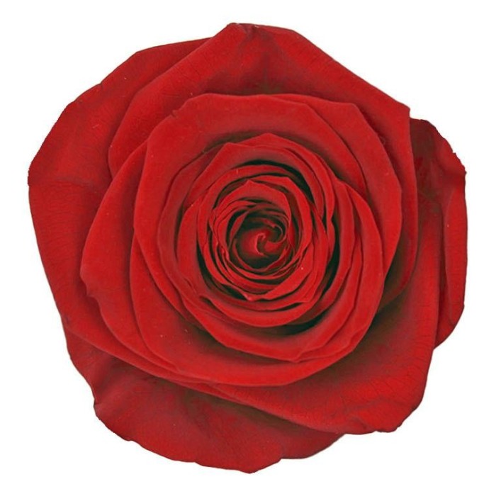 SCATOLA 5 ROSE QUEEN STABILIZZATE RED D.6.3/7.3