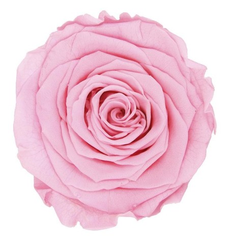 ROSA 5 PEZZI QUEEN STABILIZZATE PINK PASTEL D6.3/7.3