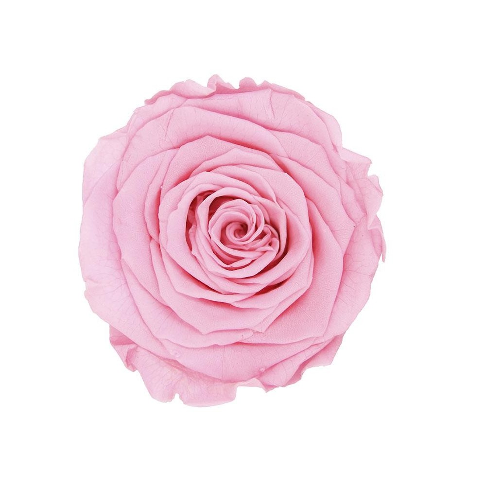 ROSA 5 PEZZI QUEEN STABILIZZATE PINK PASTEL D6.3/7.3