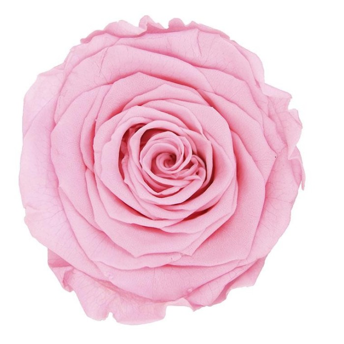 ROSA 5 PEZZI QUEEN STABILIZZATE PINK PASTEL D6.3/7.3