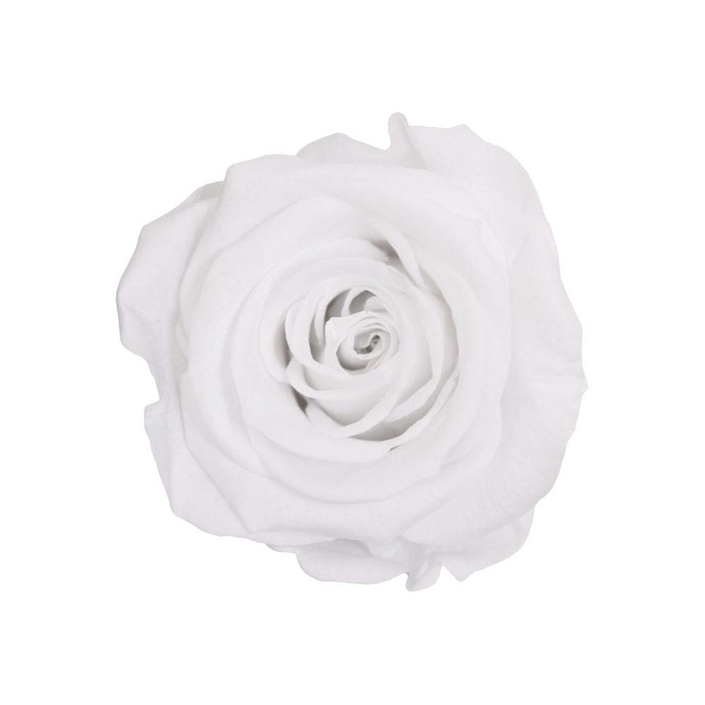 ROSA STANDARD BOX 6 STABILIZZATE WHITE D.5/5.5