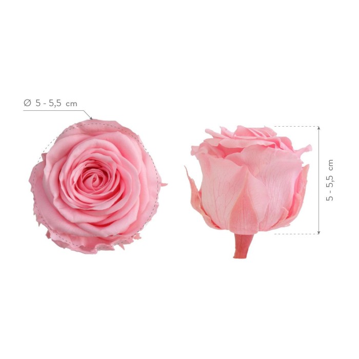 ROSA STANDARD BOX 6 STABILIZZATE ROSA D.5/5.5