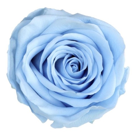 ROSA STANDARD BOX 6 STABILIZZATE LIGHT BLUE D.5/5.5