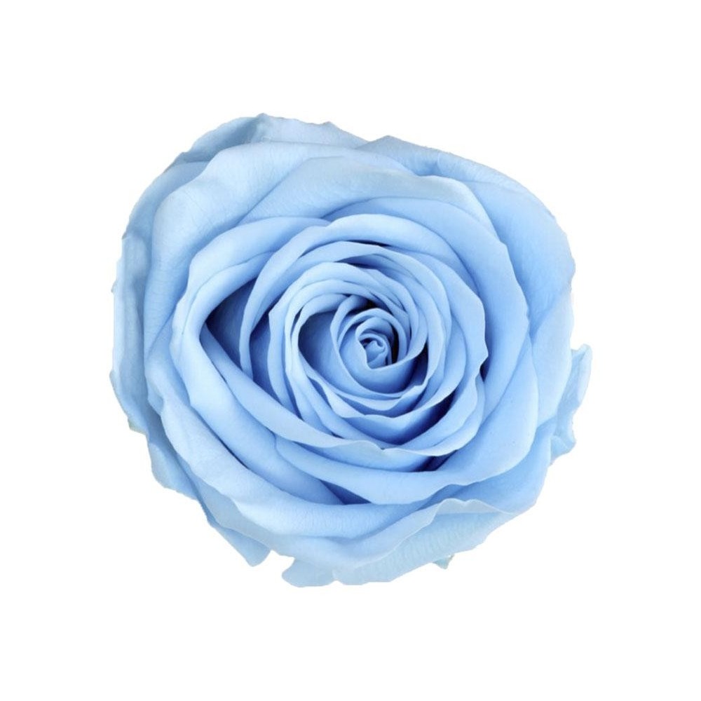 ROSA STANDARD BOX 6 STABILIZZATE LIGHT BLUE D.5/5.5