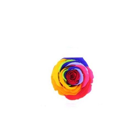 ROSA STANDARD BOX 6 STABILIZZATE ARCOBALENO D.5/5.5