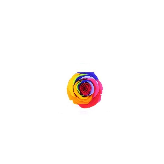 ROSA STANDARD BOX 6 STABILIZZATE ARCOBALENO D.5/5.5